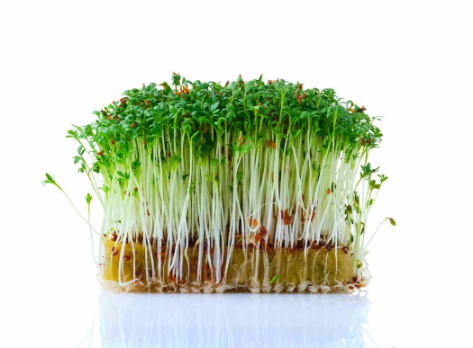 Микрозелень кресс-салата